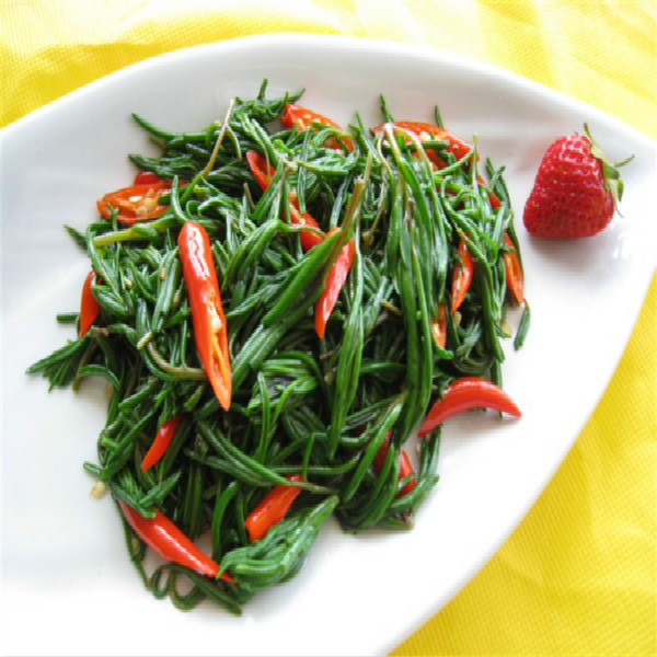 茶香苗 海参苗  盐篙菜 龙麦菜
